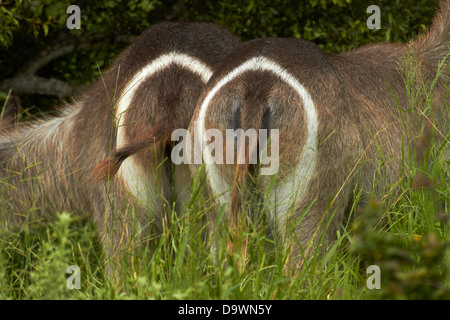 Marquages sur la croupe (Kobus ellipsiprymnus femelle waterbucks ellipsiprymnus), Kruger National Park, Afrique du Sud Banque D'Images