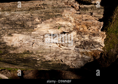 Tronc d'arbre tombé pourri Banque D'Images