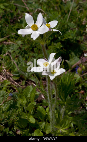 Anémone à fleurs de Narcisse (anemone narcissiflora) Banque D'Images