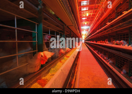 L'élevage en batterie de poules pondeuses en batterie Banque D'Images