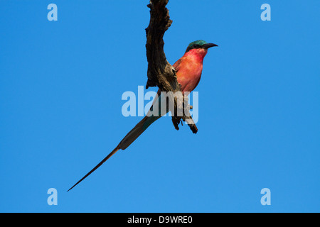 Le sud de Carmine Guêpier (Merops nubicoides), Kruger National Park, Afrique du Sud Banque D'Images