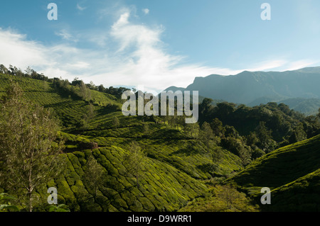 Vue aérienne de Forest Hills dans le Kerala Inde Banque D'Images