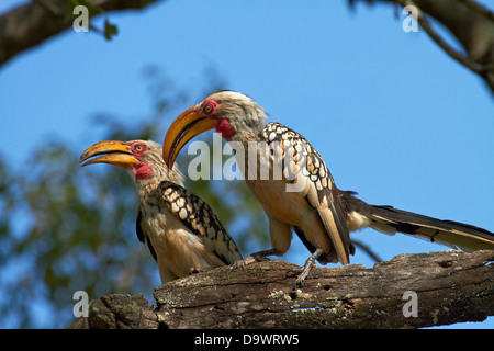 Calao à bec jaune (Tockus leucomelas), Kruger National Park, Afrique du Sud Banque D'Images