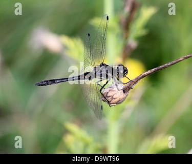 Close-up of a Black Meadowhawk noir ou vert ( libellule Sympetrum danae) Banque D'Images