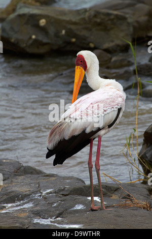 Yellow-billed Stork (Mycteria ibis), Kruger National Park, Afrique du Sud Banque D'Images