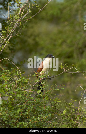 Coucal de Burchell (Centropus superciliosus burchelli ou Centropus burchelli), Kruger National Park, Afrique du Sud Banque D'Images