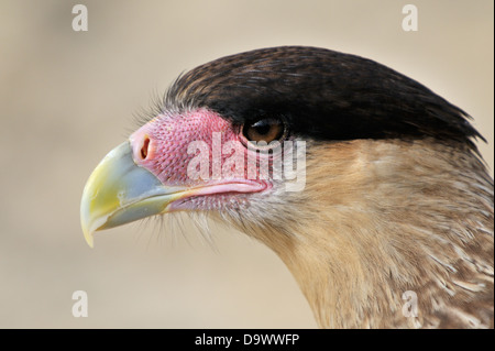 Portrait d'un Caracara huppé (Caracara plancus), close up, vue de côté. Banque D'Images