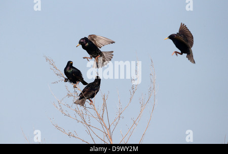 Étourneau sansonnet Sturnus vulgaris, groupe landing sur brindilles, Bulgarie, mai 2013 Banque D'Images