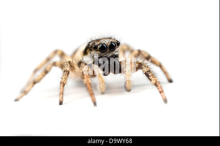 Sauter ou Zebra - Salticus scenicus araignée - sur un fond blanc. Banque D'Images