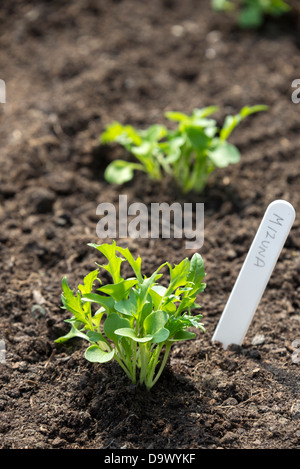 Les plantules Mizuna Brassica rapa (nipposinica). Sheffield, South Yorkshire, Angleterre. Banque D'Images