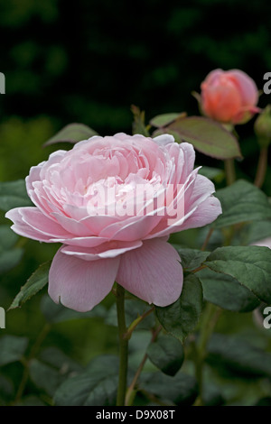 La reine de Suède English Rose parfumée Banque D'Images