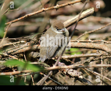 Blackcap européen juvénile (Sylvia atricapilla) posant sur une branche et chant Banque D'Images