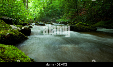 Panorama de la rivière qui coule dans la forêt Banque D'Images