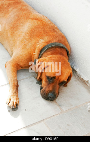 Street dog couché, Oia, Santorin, Grèce Banque D'Images