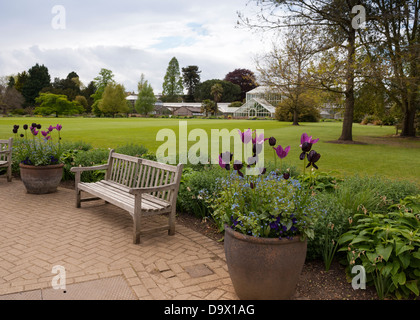 Jardin botanique de l'Université de Cambridge, Cambridge, Cambridgeshire, East Anglia, Angleterre. Banque D'Images