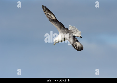 Battant le Fulmar boréal Banque D'Images