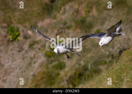 Battant le Fulmar boréal Banque D'Images