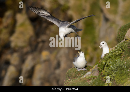 Battant le Fulmar boréal Banque D'Images