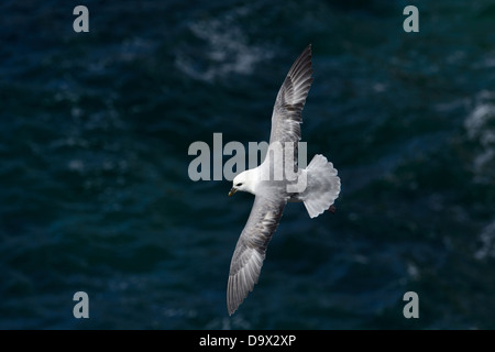 Battant le Fulmar boréal Banque D'Images