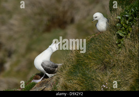 Affichage couple de Fulmars boréaux Banque D'Images