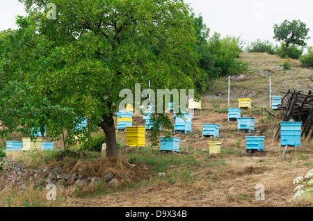 Prairie avec ruches et arbre. Petite ferme d'abeilles Banque D'Images