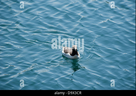 Guillemot, Uria aalge, Skomer Sud, Pembrokeshire, Pays de Galles, Royaume-Uni Banque D'Images