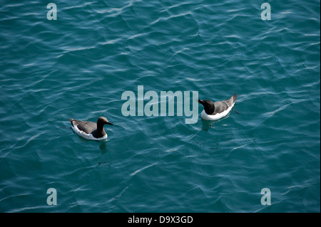 Guillemot, Uria aalge et petit pingouin, Alca torda, Skomer Sud, Pembrokeshire, Pays de Galles, Royaume-Uni Banque D'Images