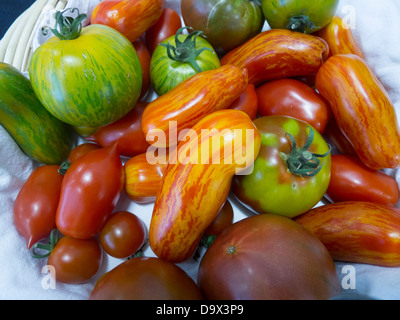 Heirloom tomatoes on displya à un stand d'agriculture du comté de Snohomish au Evergreen State Fair à Monroe, WA. Banque D'Images