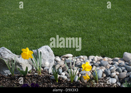 Lit de fleurs et de la pelouse de jonquilles et rock doublure. Banque D'Images