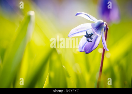 Close up of blue spring flowers Banque D'Images