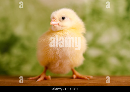Beau petit poulet sur fond vert Banque D'Images