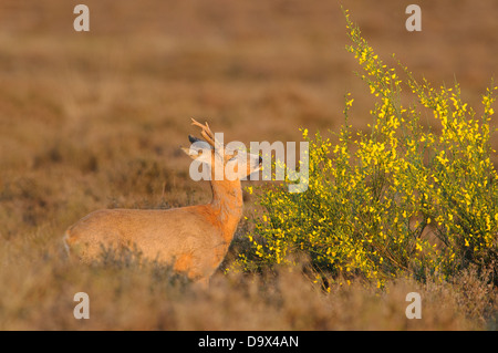 Le chevreuil mâle de manger les fleurs jaunes de Broom Banque D'Images