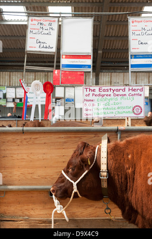 Un champion red Ruby Devon vache dans une grange à la Royal Cornwall Show 2013 avec signes et rosettes épinglé derrière. Banque D'Images