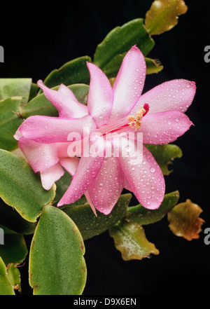 Fleur de cactus de Noël, Schlumbergera sp. Banque D'Images