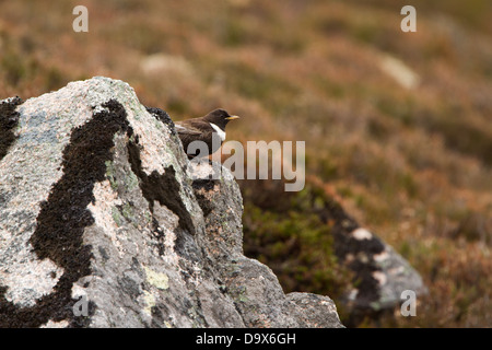 Bague homme assis sur un rocher Ouzel avec un bec plein de vers. Photographié dans les Cairngorms près d'Aviemore en Ecosse. Banque D'Images