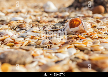 Sable, cailloux, coquillages, côte de la mer de près. Banque D'Images