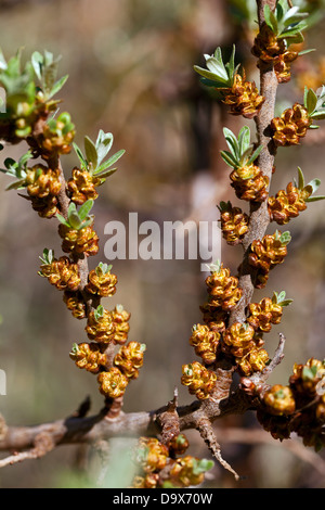 Argousier commun (Hippophae rhamnoides) fleurs Banque D'Images