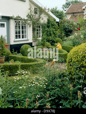 Buis taillés en couverture basse de jardin peint blanc cottage du 17ème siècle avec d'or et de troènes taillés à la frontière de la grande camomille Banque D'Images