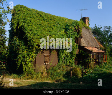 15e siècle médiéval chaumière couverte de vigne vierge Banque D'Images