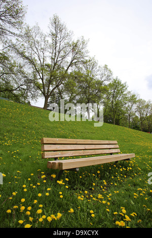 Un banc dans un champ rempli de fleurs de pissenlit jaune. Banque D'Images
