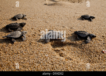 Les tortues nouvellement écloses sur beach Banque D'Images