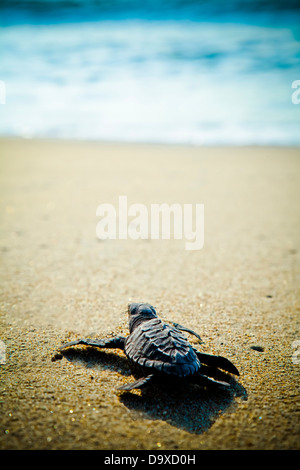 Les tortues nouvellement écloses sur beach Banque D'Images