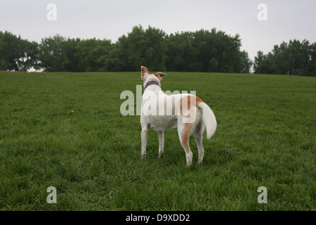 Un chien debout dans l'herbe verte à la recherche dans la distance. Banque D'Images
