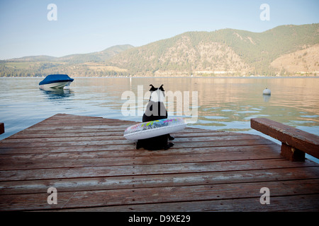 Boston terrier dog wearing float ring on dock Banque D'Images