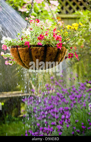 Panier de fleurs suspendus obtenir arrosées Banque D'Images