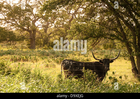 Texas Longhorn paissant dans une prairie le long de la Route 281 Banque D'Images