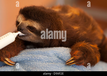 Bébé orphelin Sloth à trois doigts à gorge brune (Bradypus variegatus) boire du lait par une seringue dans la pépinière de Sloth Sanctuary, au Costa Rica Banque D'Images