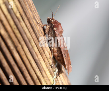 De grandes ailes jaune (Noctua pronuba) papillon vu de côté Banque D'Images