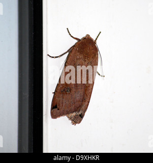 Grand mâle ailes jaune (Noctua pronuba) Banque D'Images