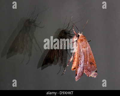 De grandes ailes jaune (Noctua pronuba) papillon avec les ailes partiellement ouvertes et de reflets et ombres sur un carreau de fenêtre Banque D'Images